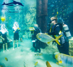 Discovery Cove